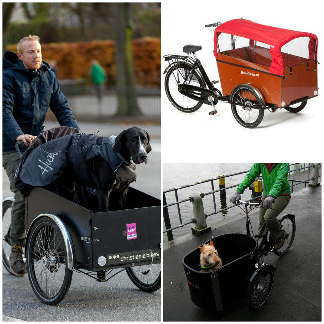 Escogiendo una bicicleta con transportín para perros